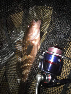 アコウ&ガシラ釣り(^^)