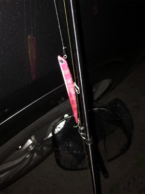 バチ抜け?シーバス