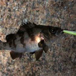 浅場メバリング