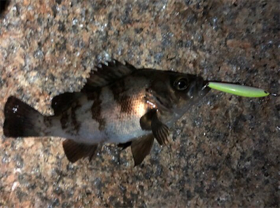 浅場メバリング