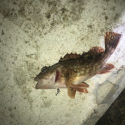 ワイワイ太刀魚ゲーム