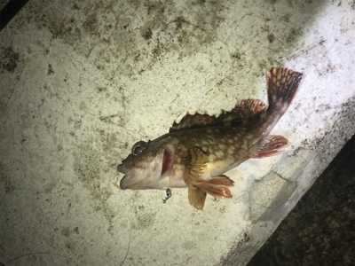 ワイワイ太刀魚ゲーム