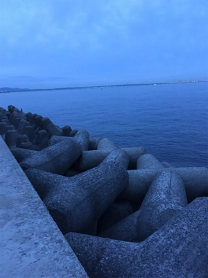 貝塚人工島にて、ガシラ、タケノコメバル