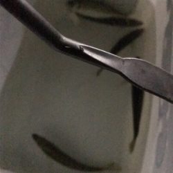 アジング最高だ！