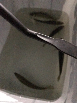 アジング最高だ！