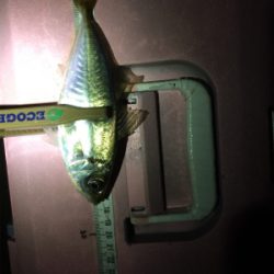 アジどこでも釣れます