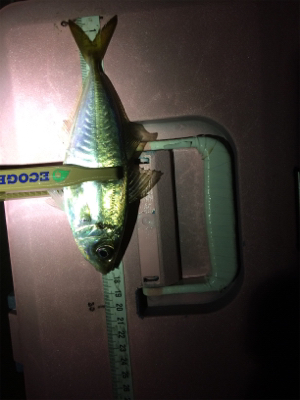 アジどこでも釣れます