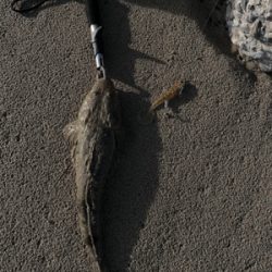 フラットフィッシュ釣果！