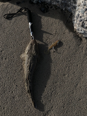 フラットフィッシュ釣果！