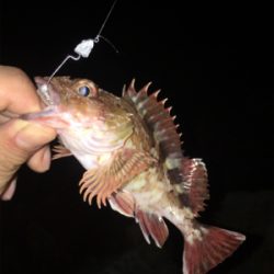 メバリング釣行