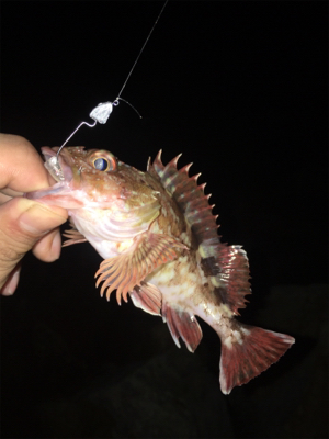 メバリング釣行