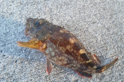 カサゴがつれました