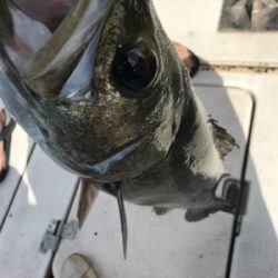 久々のボートシーバス