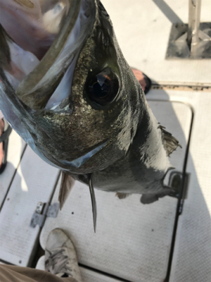 久々のボートシーバス