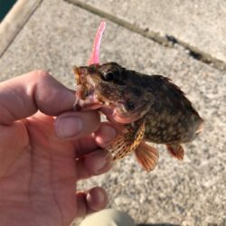 ライトワインド釣果