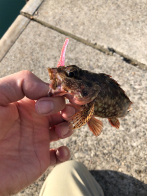 ライトワインド釣果