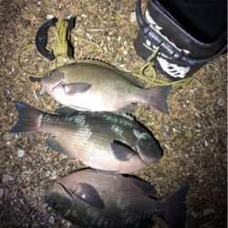 良計波止グレ♪