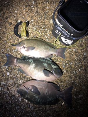 良計波止グレ♪