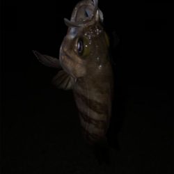 まさかのメバル