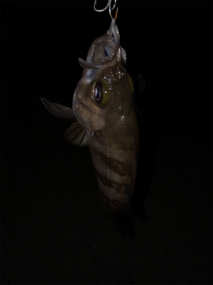 まさかのメバル