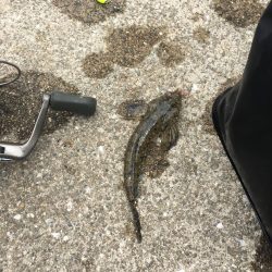 キス釣りのつもりが…渋かった