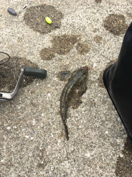 キス釣りのつもりが…渋かった