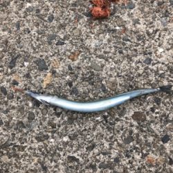 サビキ、サヨリ