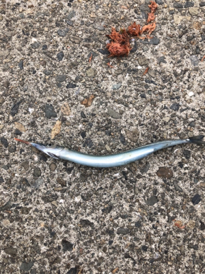 サビキ、サヨリ