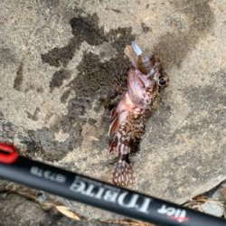 ロックフィッシュ ハタ調査