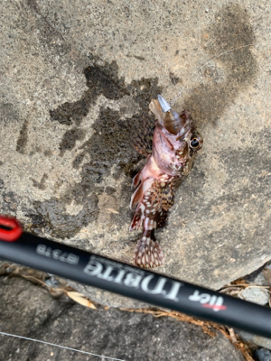 ロックフィッシュ ハタ調査