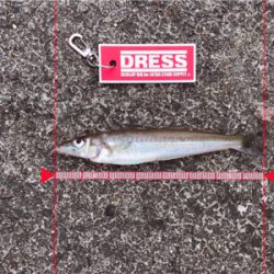 キスシーズン到来!!メゴチも…