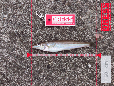 キスシーズン到来!!メゴチも…