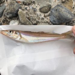 小学生以来の…