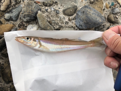 小学生以来の…