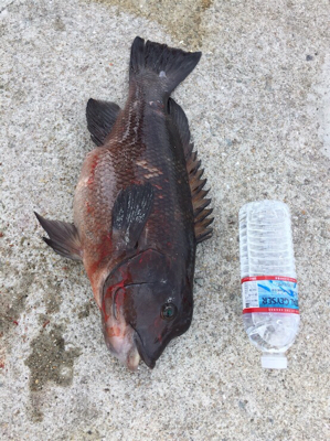 ショアジギングの合間にコブダイゲームも♪