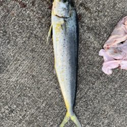 釣れてよかったです