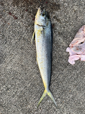 釣れてよかったです