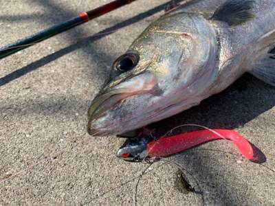 今日もしっかり♫