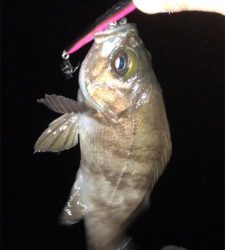 シーバス狙いなのに