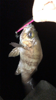 シーバス狙いなのに