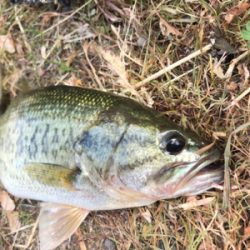 ちょこっと釣り