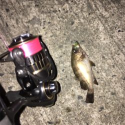 ナイトメバリング