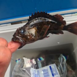 深日漁港ワーム