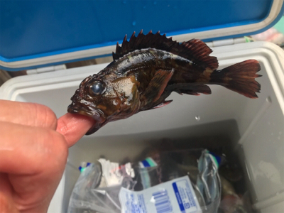 深日漁港ワーム