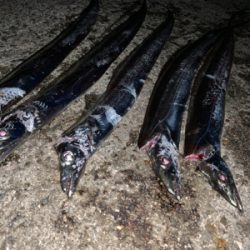 令和初の太刀！