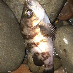 浅場メバル活性高い