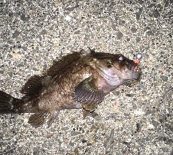 初松前フィッシュ！