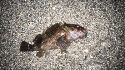 初松前フィッシュ！