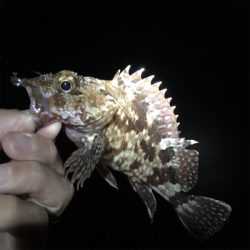 和歌山アジング