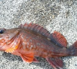 ロッドが折れた(>_<)